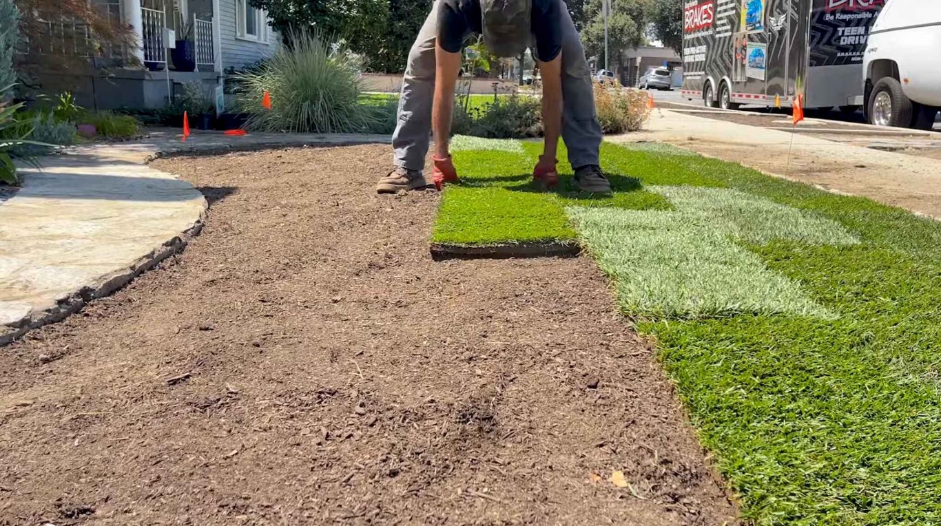 Professional sod installation and lawn renovation in Cupertino, CA